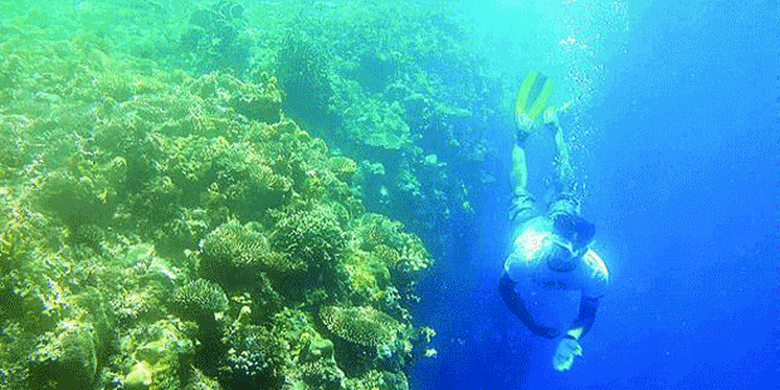 Olala Indahnya Taman Laut Olele Halaman All Kompas Com