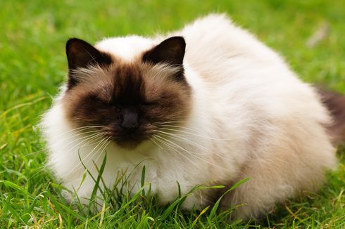 Bahaya Mewarnai Bulu Kucing Menurut Dokter Hewan