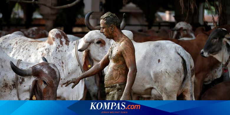 Terapi Kotoran Sapi untuk Cegah Covid-19 di India, Ini Peringatan Para Ahli