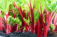 Mengenal Tanaman Rhubarb: Fungsi dan Tips Memilih