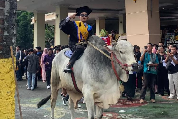 Cerita Adhisaka, Lulus S1 Peternakan UMBY, Wisuda Naik Sapi Rp 100 Juta