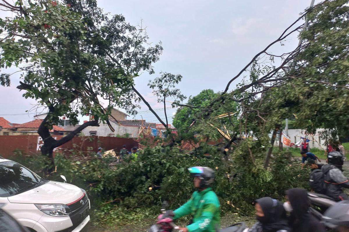 Petugas tengah mengevakuasi pohon tumbang di Jalan Boulevard Grand Depok City, Tirtajaya, Sukmajaya, Depok pada Senin (13/6/2022). Akibatnya, satu jalur di Jalan Boulevard GDC tertutup batang pohon yang tumbang. 