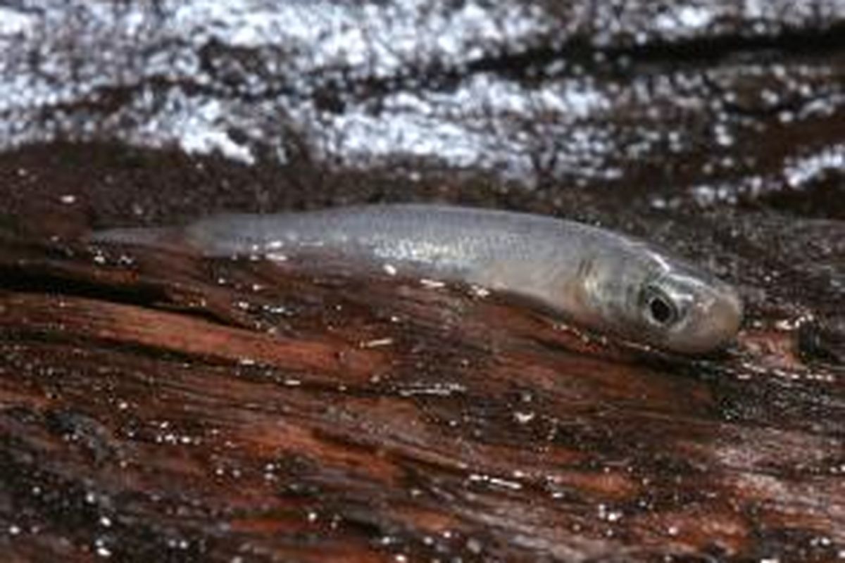 Mangrove Rivulus