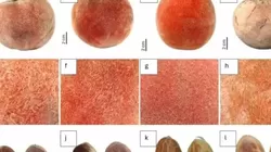 BRIN Temukan Subspesies Baru Buah Bisbul Asli Papua