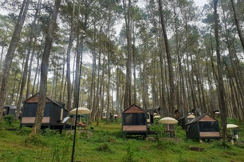 5 Penginapan Dekat Orchid Forest Cikole Lembang, Suasana Hutan Pinus