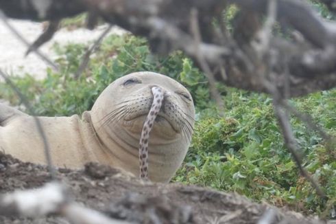 Langka tapi Nyata, Seekor Belut Terjebak dalam Hidung Anjing Laut