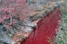 Sungai di Korea Selatan Berubah Merah karena Terkena Darah Babi