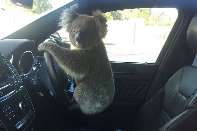 Koala telah diselamatkan setelah menyebabkan insiden saat mencoba menyeberangi jalan bebas hambatan enam jalur di Australia Selatan.