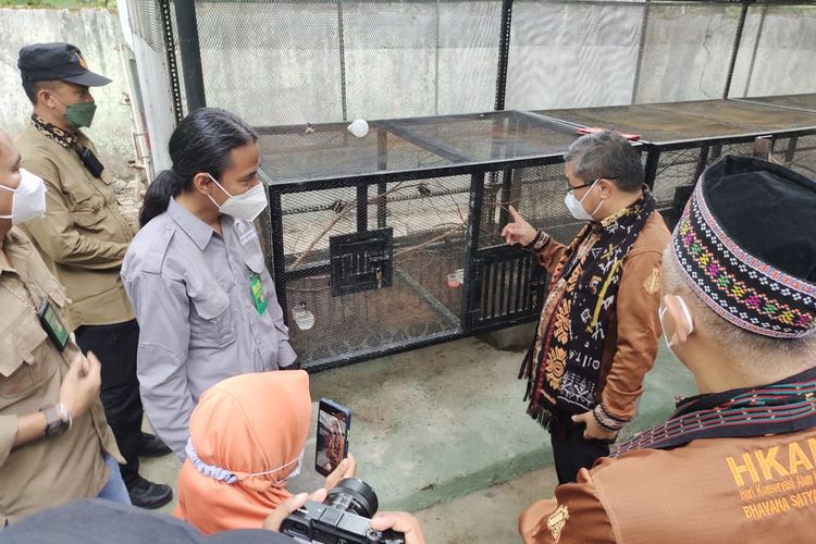 Wakil Menteri Lingkungan Hidup dan Kehutanan (LHK) Alue Dohong, saat melihat langsung burung jenis Isap Madu Rote atau Myzomela Irianawidodoae di di Kawasan Hutan dengan Tujuan Khusus (KHDTK) Oelsonbai, Kota Kupang, Rabu (24/11/2021)