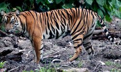 Ahli Konservasi Ungkap Chaos yang Mungkin Terjadi jika Harimau Hilang dari Bumi