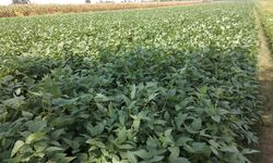 Dukung Ketersediaan Bahan Pokok, Mahasiswa Unhas Tanam Kedelai di Lahan Kampus