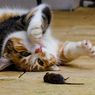 Mengapa Kucing Suka Menghadiahkan Hewan Mati untuk Pemiliknya?