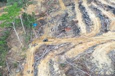 Pembabatan Hutan Terjadi di Pulau Sebatik, UPT KPH Nunukan Pastikan Ilegal