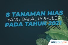 INFOGRAFIK: Daftar 8 Tanaman Hias yang Bakal Populer pada 2021