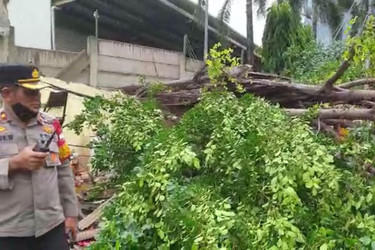 Sebuah pohon tumbang di Jalan H. Sulaiman, Kemanggisan, Palmerah, Jakarta Barat, Kamis (28/10/2021) sore. 