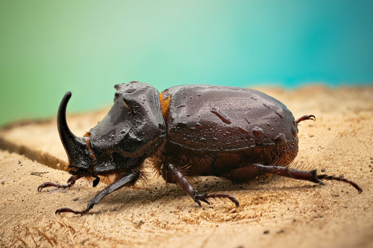 Ilmuwan menggunakan virus Oryctes rhinoceros nudivirus (OrNV) pada serangga Kumbang Tanduk Kelapa untuk meneliti cara virus menghindari sistem kekebalan.