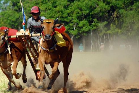 Akademisi: Gubernur Jatim Harus Buat Perda Karapan Sapi 