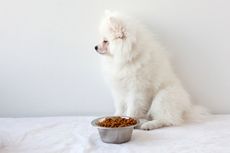 3 Penyebab Anjing Tidak Mau Makan dan Cara Mengatasinya