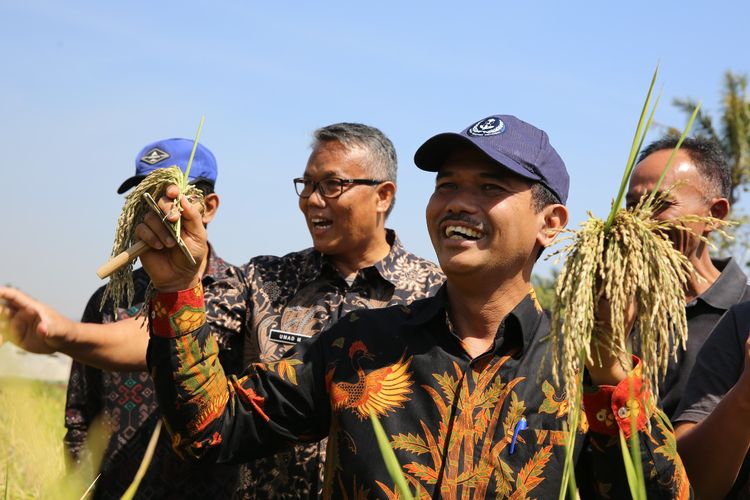 Dirjen Tanaman Pangan, Kementerian Pertanian Suwandi panen padi ketan di Desa Cipeujeuh Kecamatan Pacet, Kabupaten Bandung, Jumat (20/9/2019).