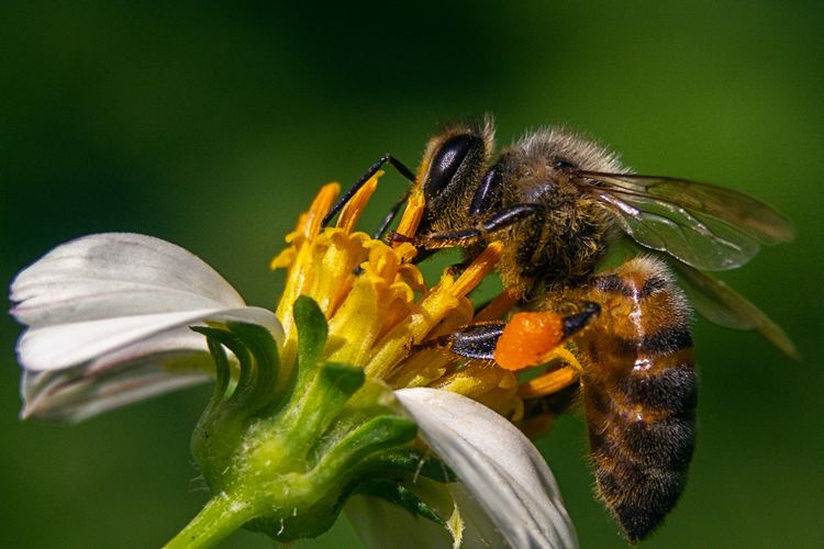 Jenis simbiosis yang terjadi antara lebah dan bunga yaitu simbiosis mutualisme