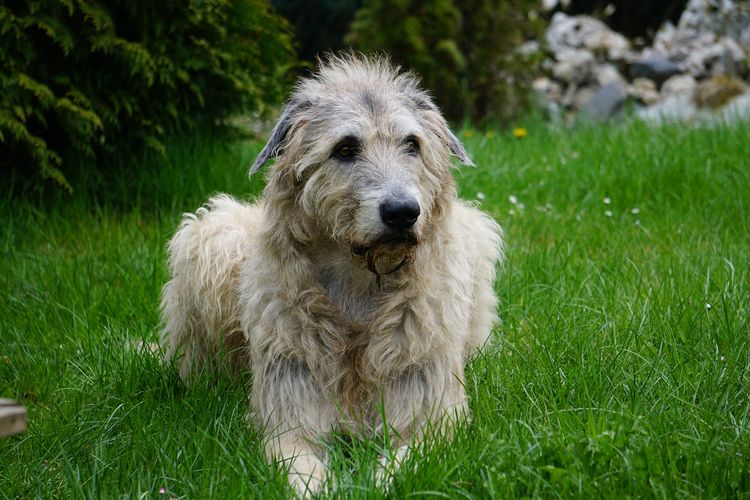 Ilustrasi ras anjing Irish Wolfhound. 