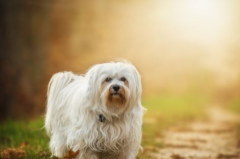 Bagaimana Cara Anjing Ungkapkan Kesedihannya