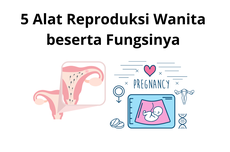 5 Alat Reproduksi Wanita beserta Fungsinya