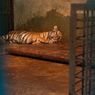 Huru dan Hara Anak Harimau Benggala Mati dalam 2 Hari Beruntun di Bandung Zoo, Ini Penyebabnya