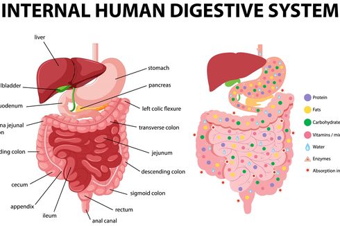 Anatomi Fisiologis Sistem Pencernaan dan Mekanisme Kerjanya