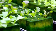 Siswa Ingin Jadi Petani Milenial? Yuk Belajar Teknologi Budidaya Tanaman