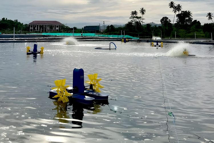 Tambak Udang Sumba Diproyeksi Serap 8.820 Tenaga Kerja, Bidik Devisa Rp 4,5 Triliun per Tahun