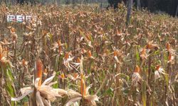 Alokasi Pakan Ternak Cukup, Produksi Jagung Lampaui Kebutuhan Nasional