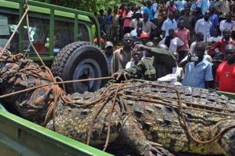 Ratusan orang yang tinggal di dekat Danau Victoria, Uganda berebut menyaksikan seekor buaya raksasa seberat 1.000 kilogram saat dinaikkan ke atas sebuah truk. Buaya ini diyakini sudah memangsa empat orang warga sekitar.