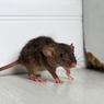 6 Cara Mengusir Tikus dari Kamar Tidur Tanpa Racun