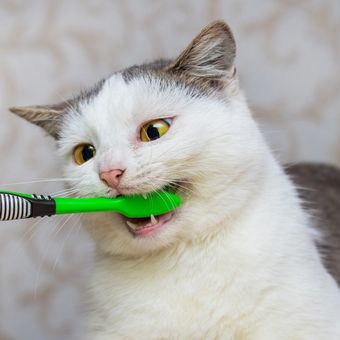 Ilustrasi membersihkan gigi kucing