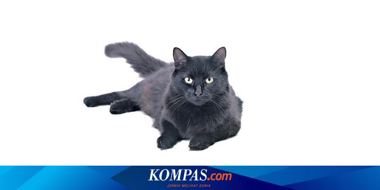 Pria Ini Meninggal Karena Terinfeksi Gigitan Kucing