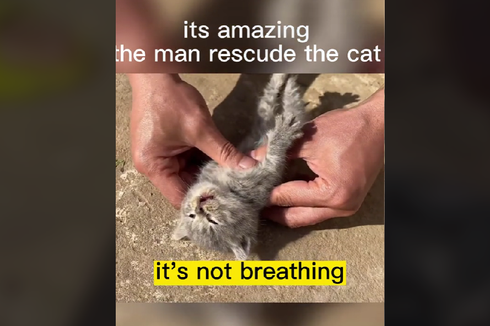 Viral, Video CPR pada Kucing, Bagaimana Caranya?