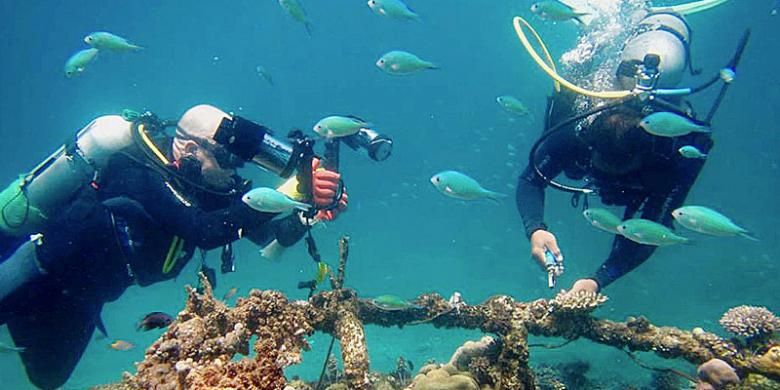 Wisatawan menyelam di kawasan Pantai Pemuteran di Kabupaten Buleleng, Bali, yang terkenal dengan keindahan terumbu karang dengan sistem biorock, Agustus lalu. Kehidupan alam bawah laut ini dijaga sejumlah pecalang segara bentukan swadaya desa setempat. Mereka sadar lingkungan dan melestarikan terumbu karang dari tangan-tangan tak bertanggung jawab. 