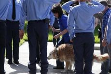 Anjing Terakhir yang Bertugas Mencari Korban Tragedi 9/11 Disuntik Mati