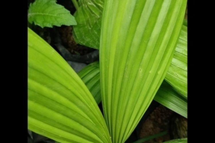 Ilustrasi tanaman buah marashi