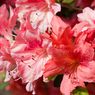 Cara Menanam dan Merawat Bunga Azalea, Cocok Jadi Tanaman Pagar