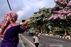 Indahnya Bunga Tabebuya yang Mekar di 