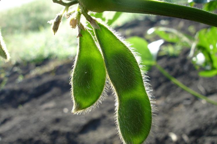 polong tanaman kedelai