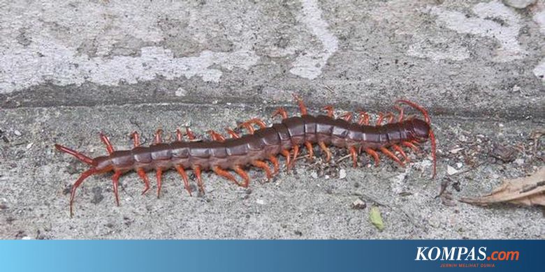 Begini Cara Membasmi Kelabang Di Toilet Halaman All Kompas Com