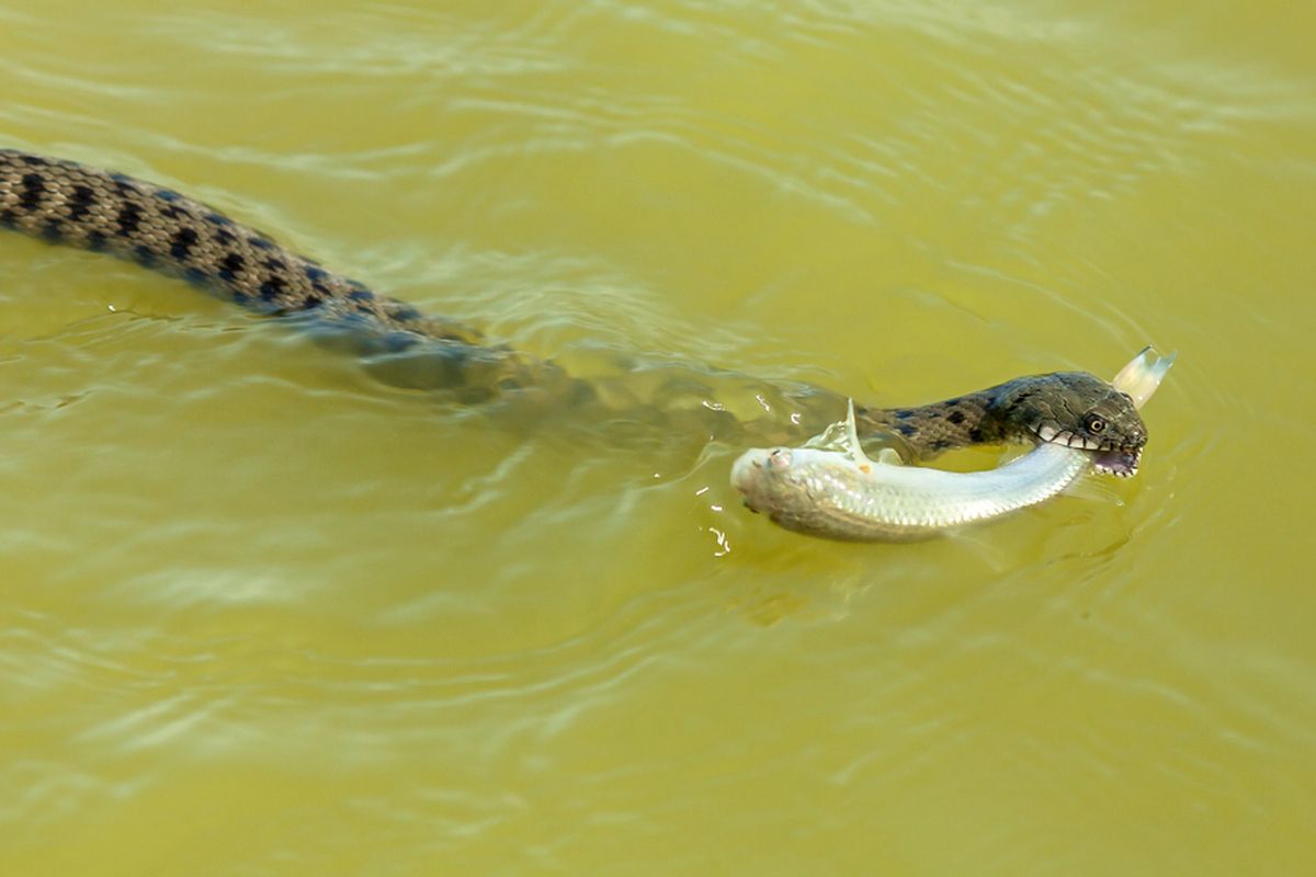 Ilustrasi ular mengambang di air. Semua jenis ular dapar berenang dan mengambang di air. 