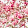 Mengenal Jenis Bunga Magnolia dan Cara Menanamnya 