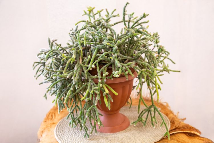 Ilustrasi tanaman kaktus mistletoe. 