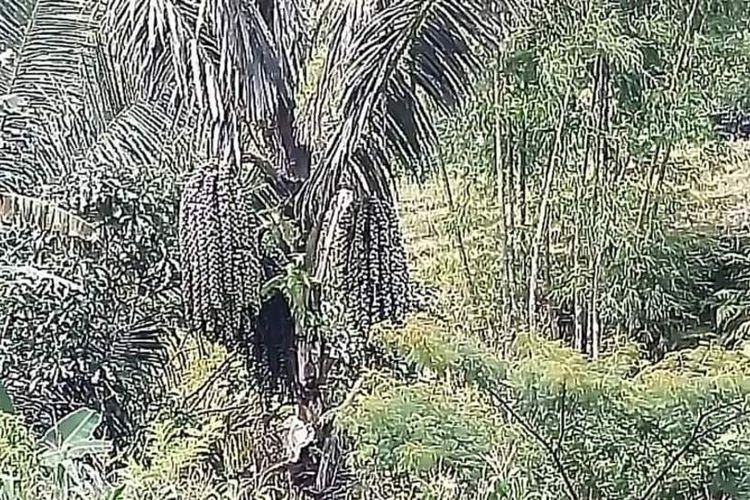 Kawasan hutan Pohon Aren di wilayah Kolang, Flores Barat sebagai sumber pendapatan ekonomi masyarakat, Kamis, (31/3/2022). (KOMPAS.com/MARKUS MAKUR)