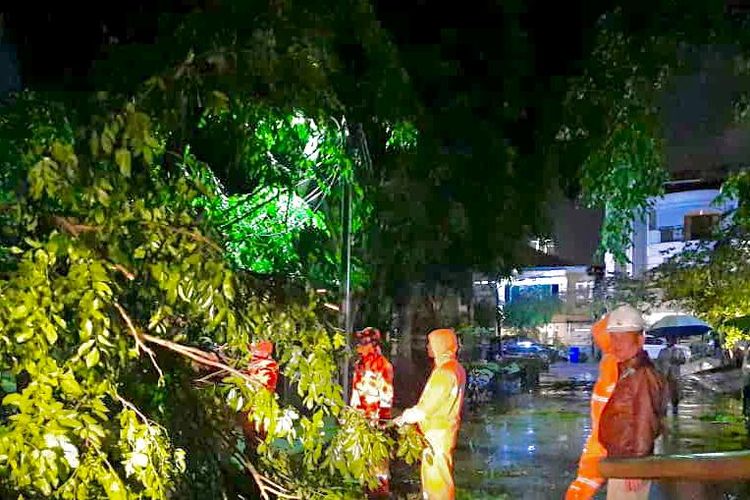 Petugas melakukan penanganan terhadap pohon tumbang dan sempal di Jakarta Utara akibat hujan deras dan angin kencang