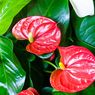 Cara Memperbanyak Tanaman Anthurium, Bisa dengan Stek